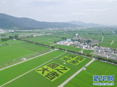 村落复兴外行动丨浙南“粮仓”绘新景